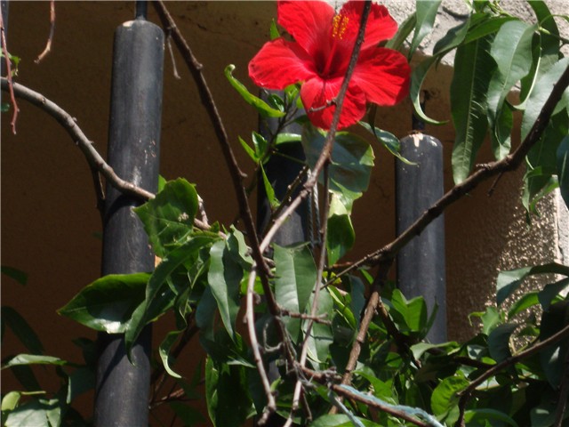 hibiskus